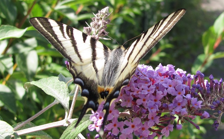 Papillons - Flambé - Iphiclides podalirius