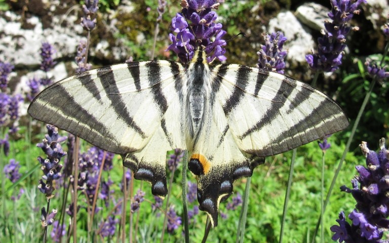 05 août 2024 Papillons - Le flambé - Iphiclides podalirius