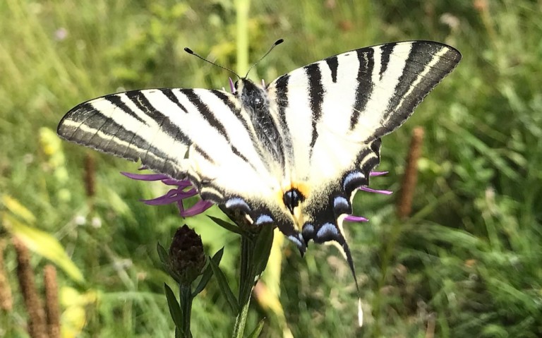 05 juillet 2022 - Photo : Christian ARBEZ Papillons - Le flambé - Iphiclides podalirius