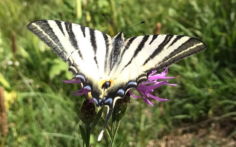 05 juillet 2022 - Photo : Christian ARBEZ Papillons - Le flambé - Iphiclides podalirius