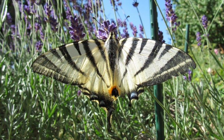 08 juillet 2026 Papillons - Le flambé - Iphiclides podalirius