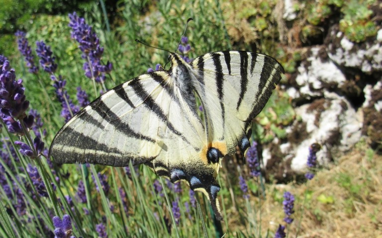 08 juillet 2026 Papillons - Le flambé - Iphiclides podalirius