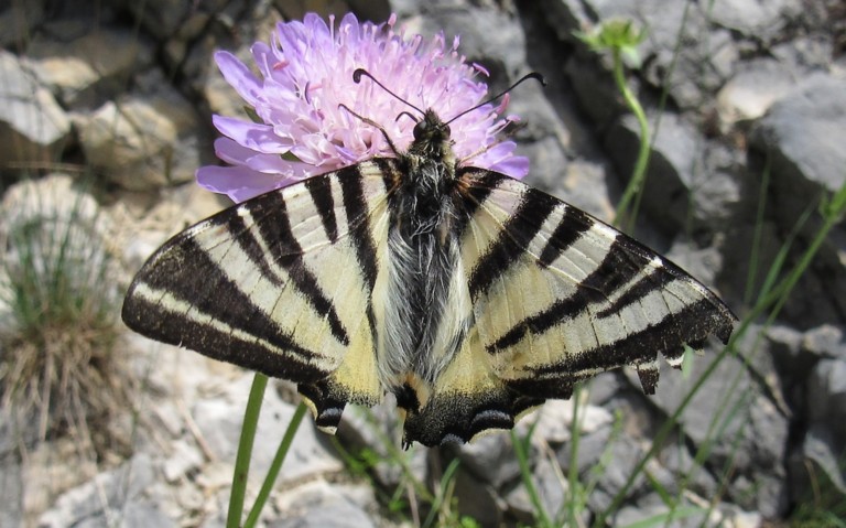 17 juin 2018 Papillons - Le flambé - Iphiclides podalirius