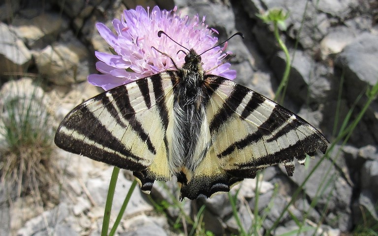Papillons - Le flambé - Iphiclides podalirius