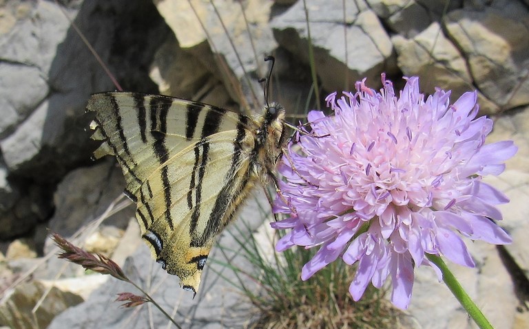 Papillons - Flambé - Iphiclides podalirius