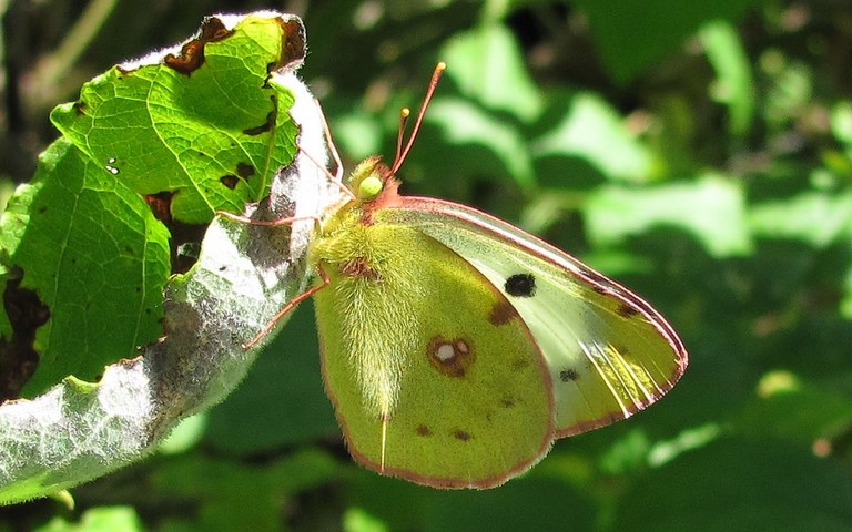 Papillons - Fluoré - Colias Alfacariensis  - Femelle