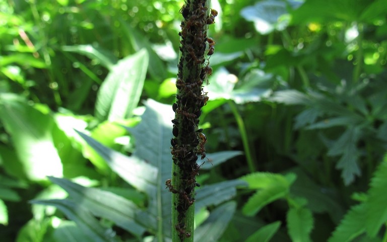 15 juin 2021 Fourmi brune et rousse - Ouvrières