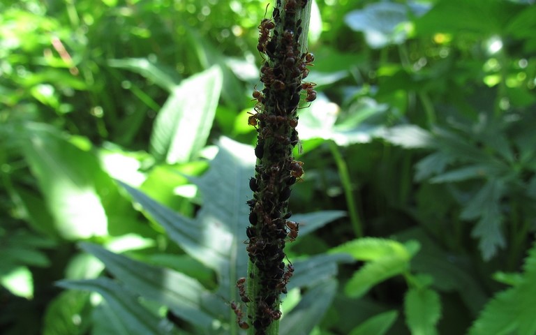 15 juin 2021 Fourmi brune et rousse - Ouvrières