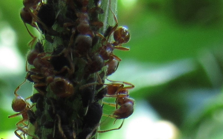 15 juin 2021 Fourmi brune et rousse - Ouvrières