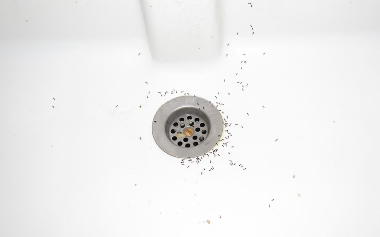 30 juillet 2022 Hyménoptères - Minuscule fourmi