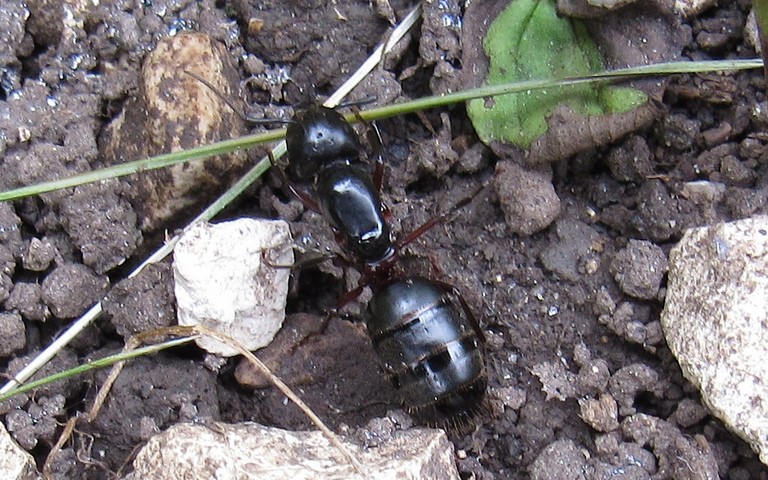 18 juin 2023 Hymenoptères - Gyne de Fourmica rufa