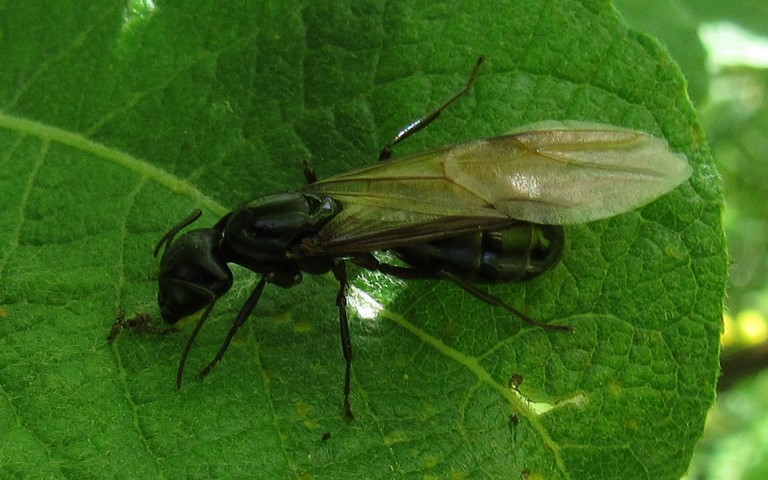 18 juin 2024 Hymenoptères - Gyne de Fourmica rufa