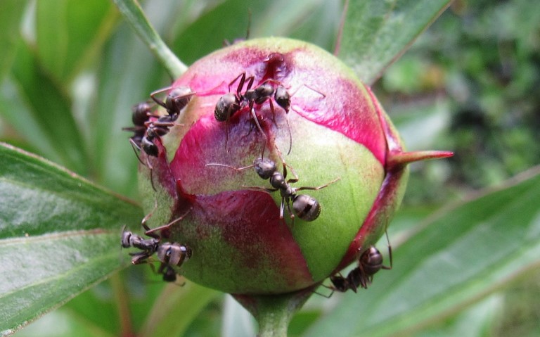 17 juin 2021 Hyménoptères - Fourmi noire et grise