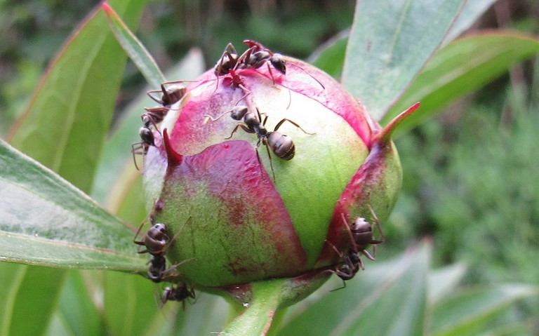 17 juin 2021 Fourmi noire et grise