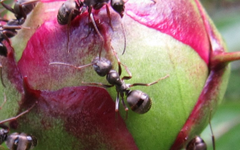 17 juin 2021 Hyménoptères - Fourmi noire et grise