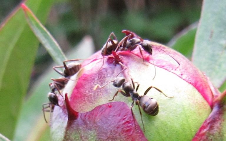 17 juin 2021 Fourmi noire et grise