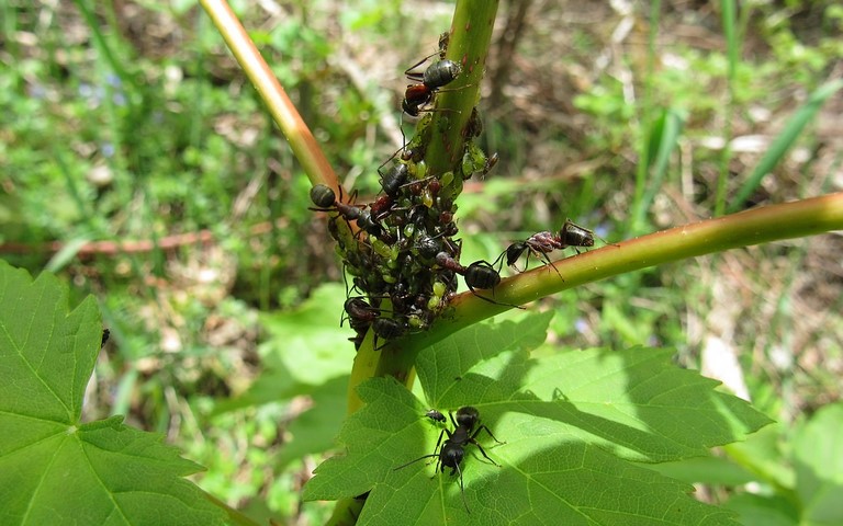 07 juin 2021 Fourmi - Récolte du miellat de puceron