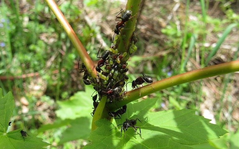 07 juin 2021 Fourmi - Récolte du miellat de puceron