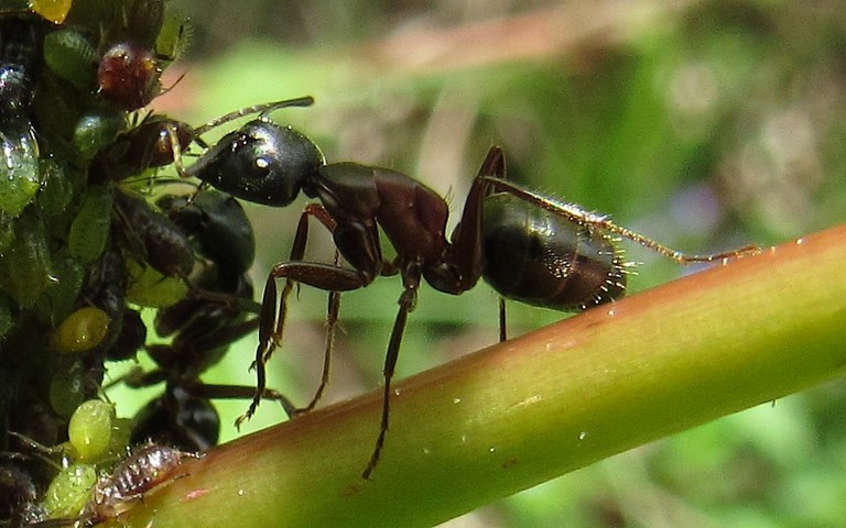 07 juin 2021 Fourmi rousse des bois - Ouvrière