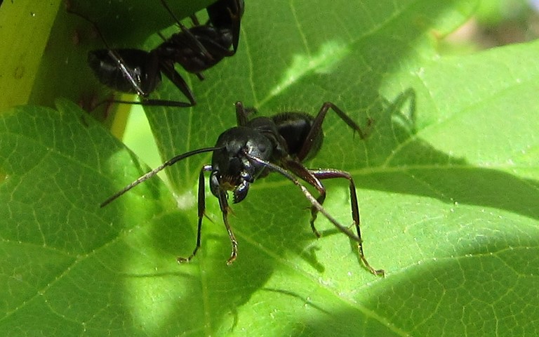 07 juin 2021 Fourmi rousse des bois - Ouvrière