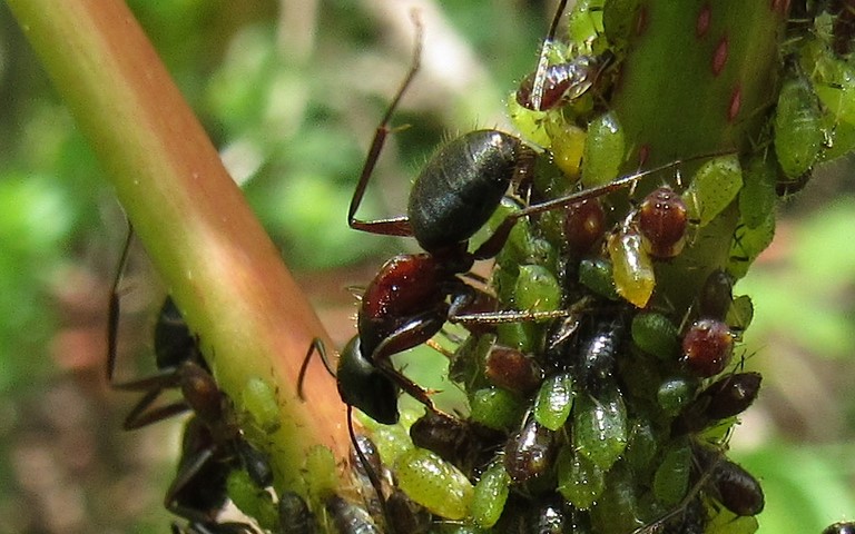07 juin 2021 Fourmi rousse des bois - Ouvrière