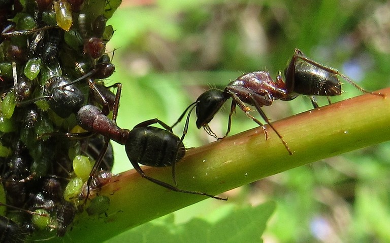 07 juin 2021 Fourmi rousse des bois - Ouvrière