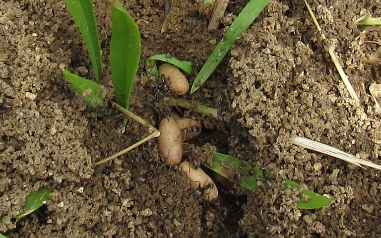 06 juin 2022 Hyménoptères - Fourmilière