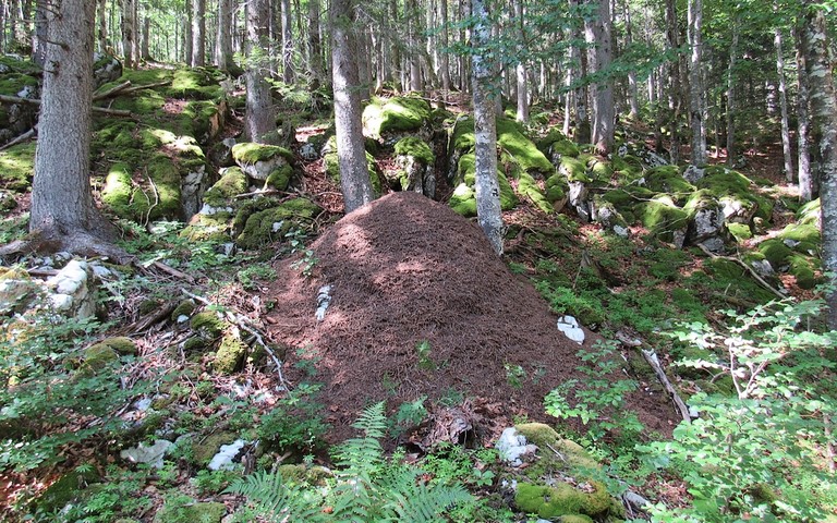 29 juillet 2018 Hymenoptères - Fourmilière de fourmi rousse des bois