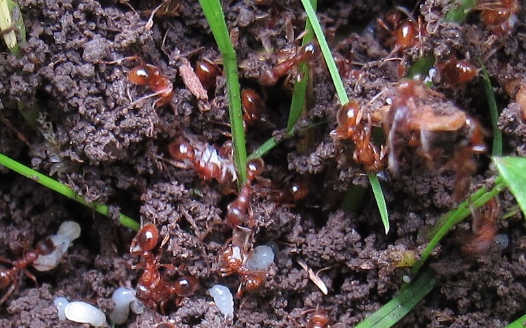 02 juillet 2021 Fourmis rouges
