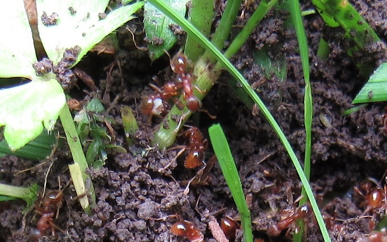 02 juillet 2021 Hyménoptères - Fourmis rouges