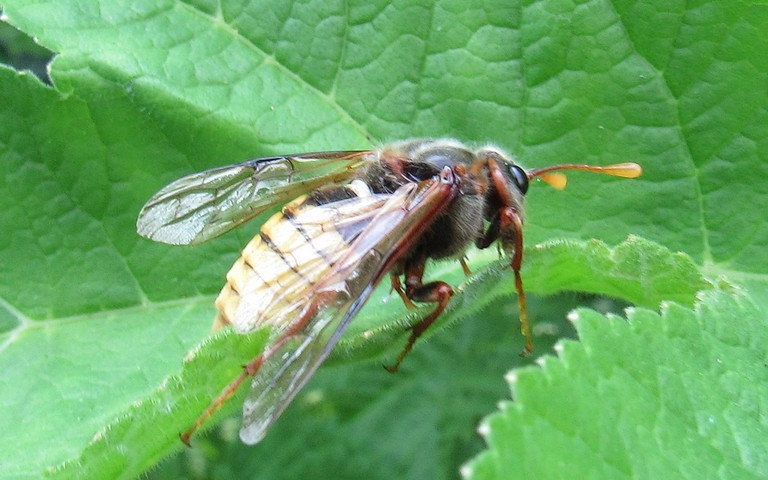 Le frelon à échancrure et ventre jaune - Cimbex connatus