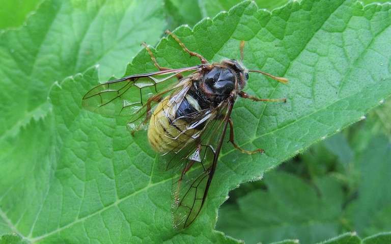 Le frelon à échancrure et ventre jaune - Cimbex connatus