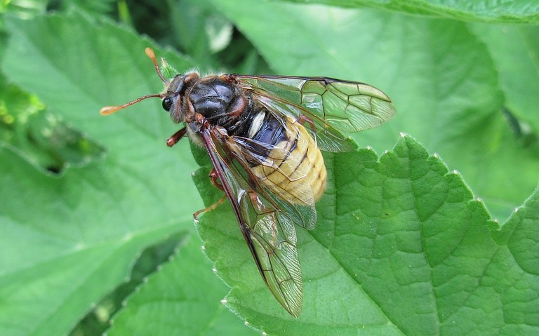 Le frelon à échancrure et ventre jaune - Cimbex connatus