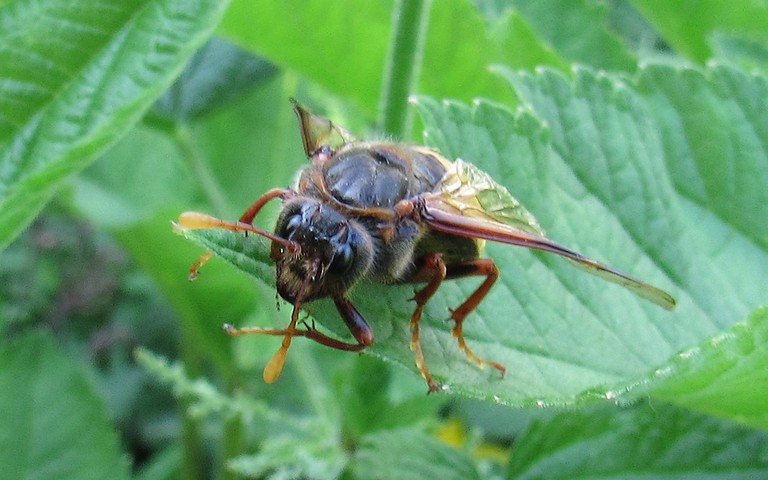 Le frelon à échancrure et ventre jaune - Cimbex connatus