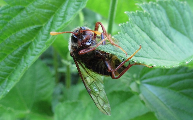 Le frelon à échancrure et ventre jaune - Cimbex connatus