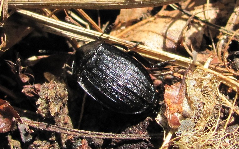 Galeruca sp