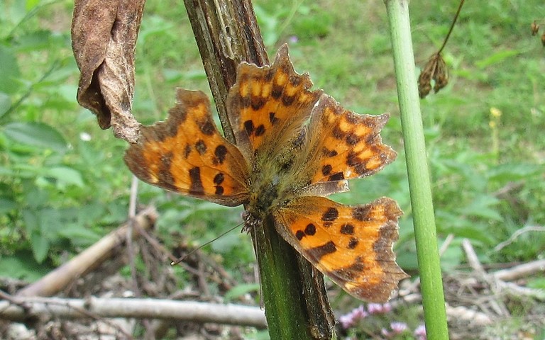 Papillons - Gamma - Polygonia c-album