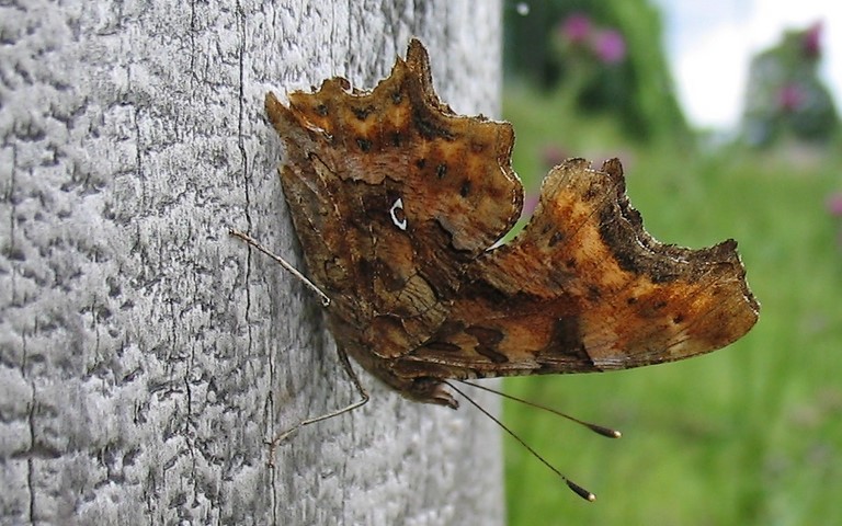 Papillons - Gamma - Polygonia c-album