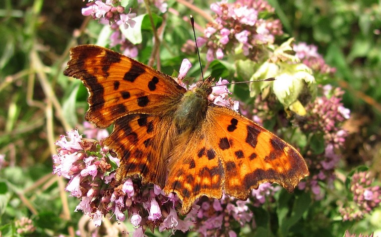 Papillons - Gamma - Polygonia c-album