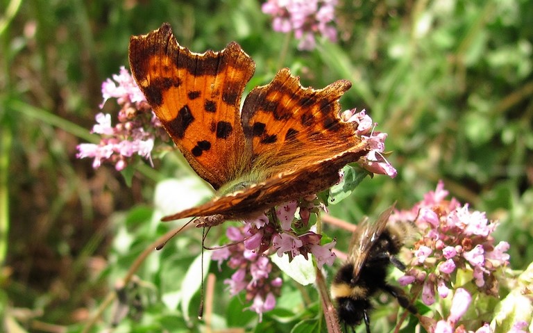 Papillons - Gamma - Polygonia c-album