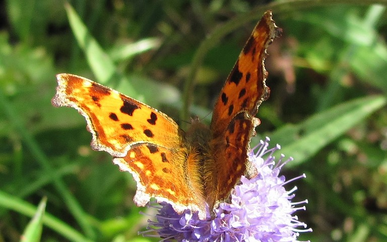 Papillons - Gamma - Polygonia c-album