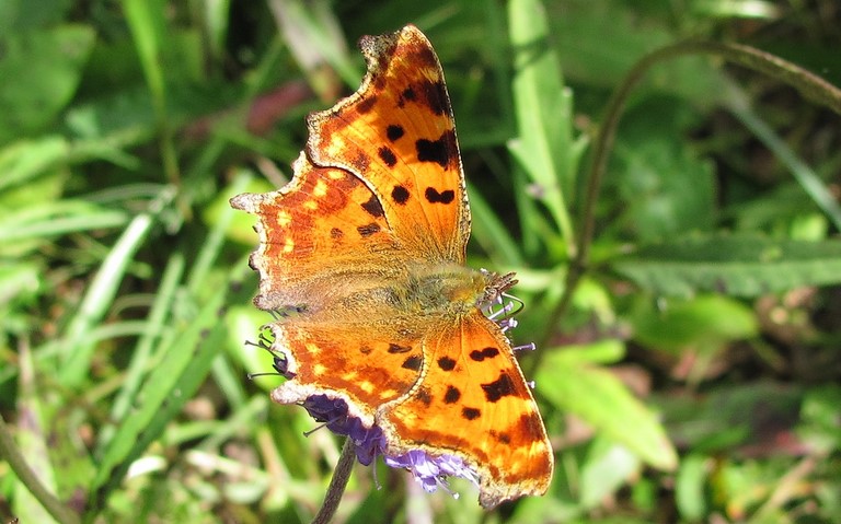 Papillons - Gamma - Polygonia c-album