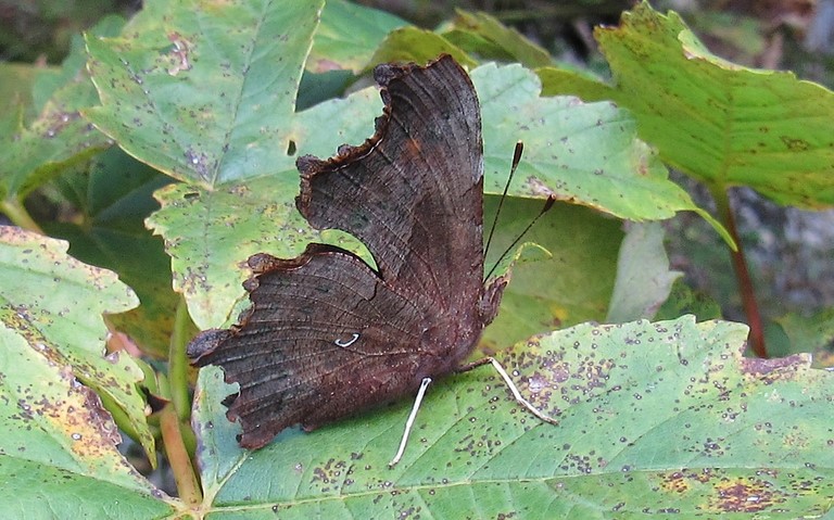 Papillons - Gamma - Polygonia c-album