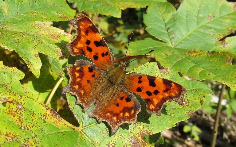 Papillons - Gamma - Polygonia c-album