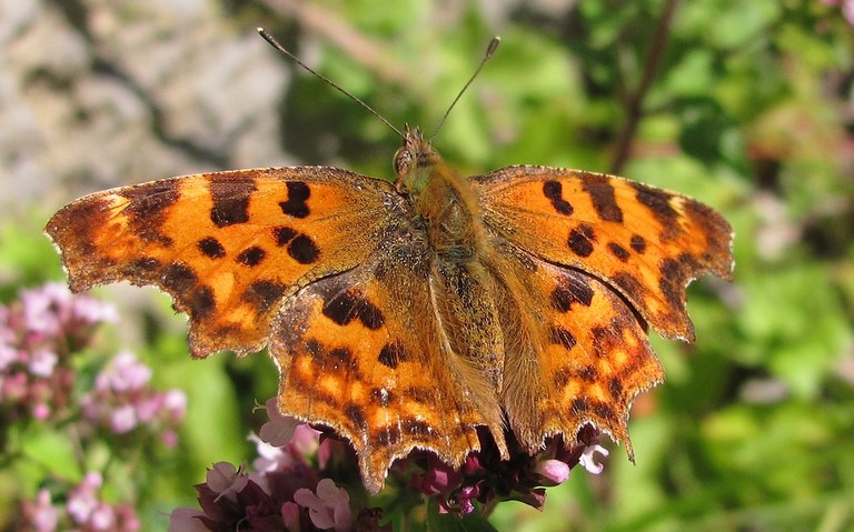 Papillons - Gamma - Polygonia c-album