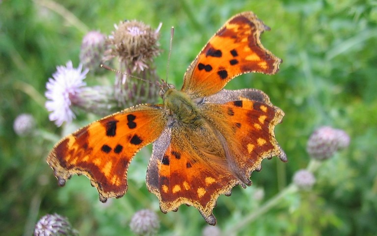Papillons - Gamma - Polygonia c-album