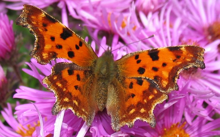Papillons - Gamma - Polygonia c-album