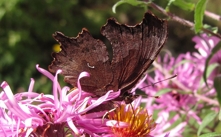 Papillons - Gamma - Polygonia c-album