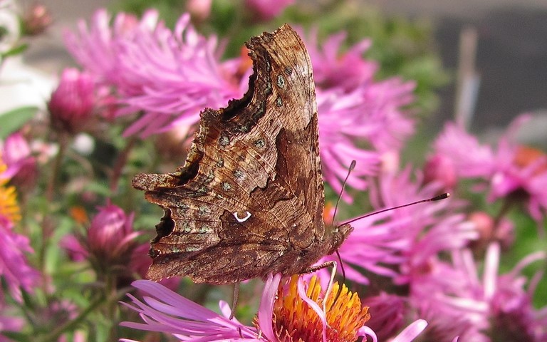Papillons - Gamma - Polygonia c-album
