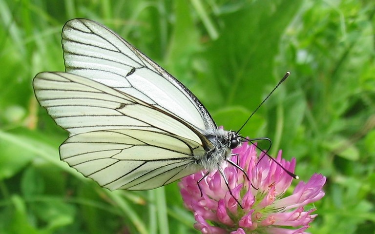 Papillons - Le gazé - Aporia crataegi - Male